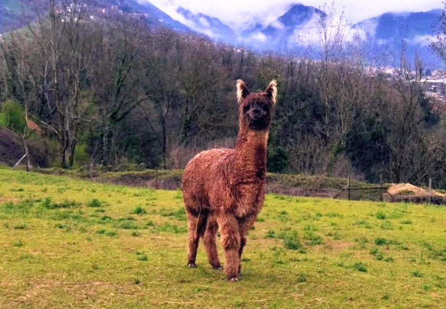Anna – femmina di alpaca in dolce attesa