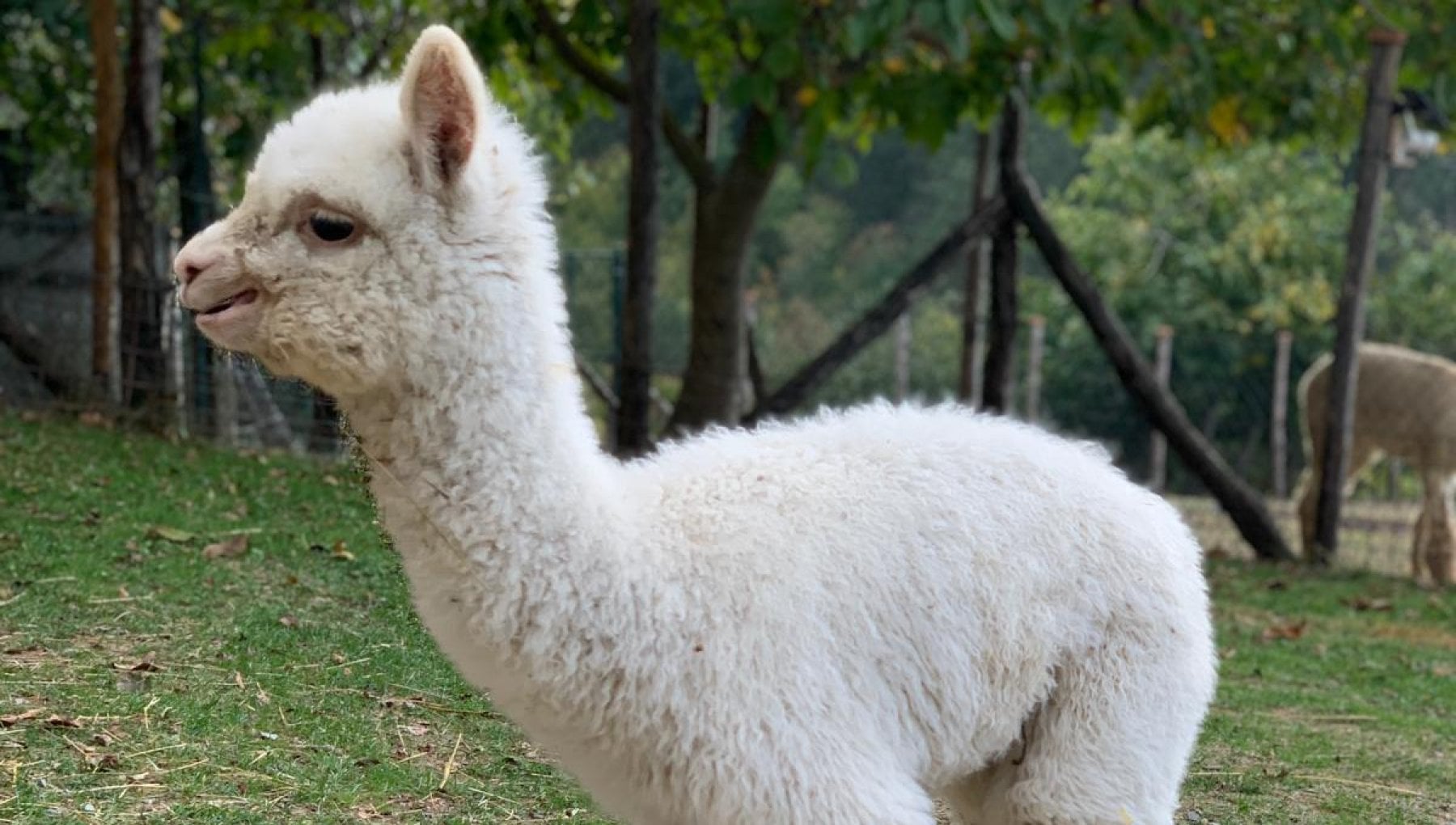 Cucciolo di alpaca – Cria Noemya Royal