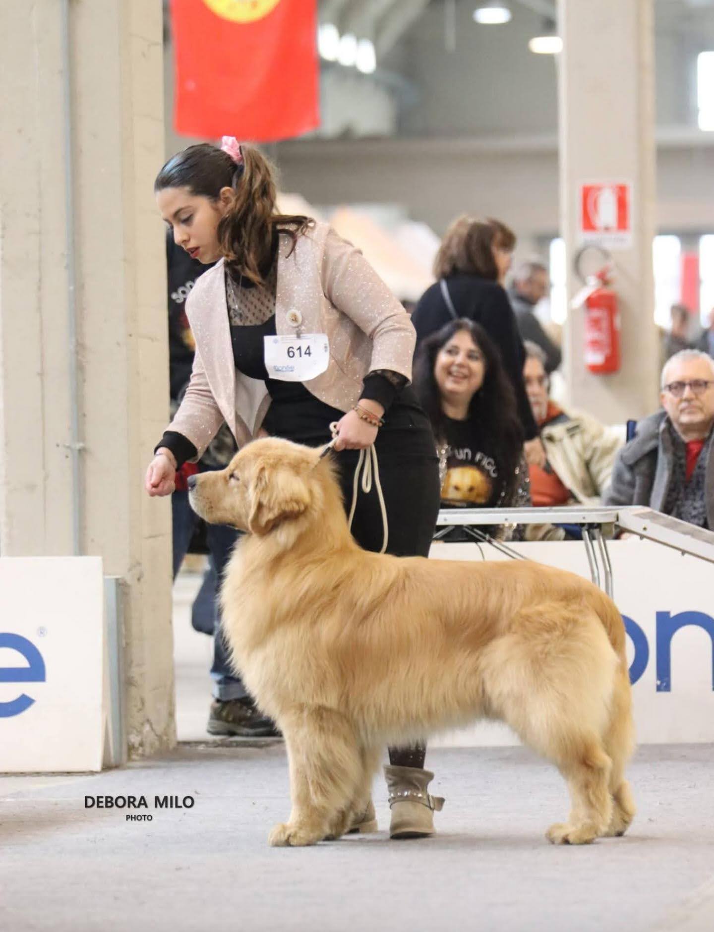 Esposizione cinofila – Noemya Royal Golden