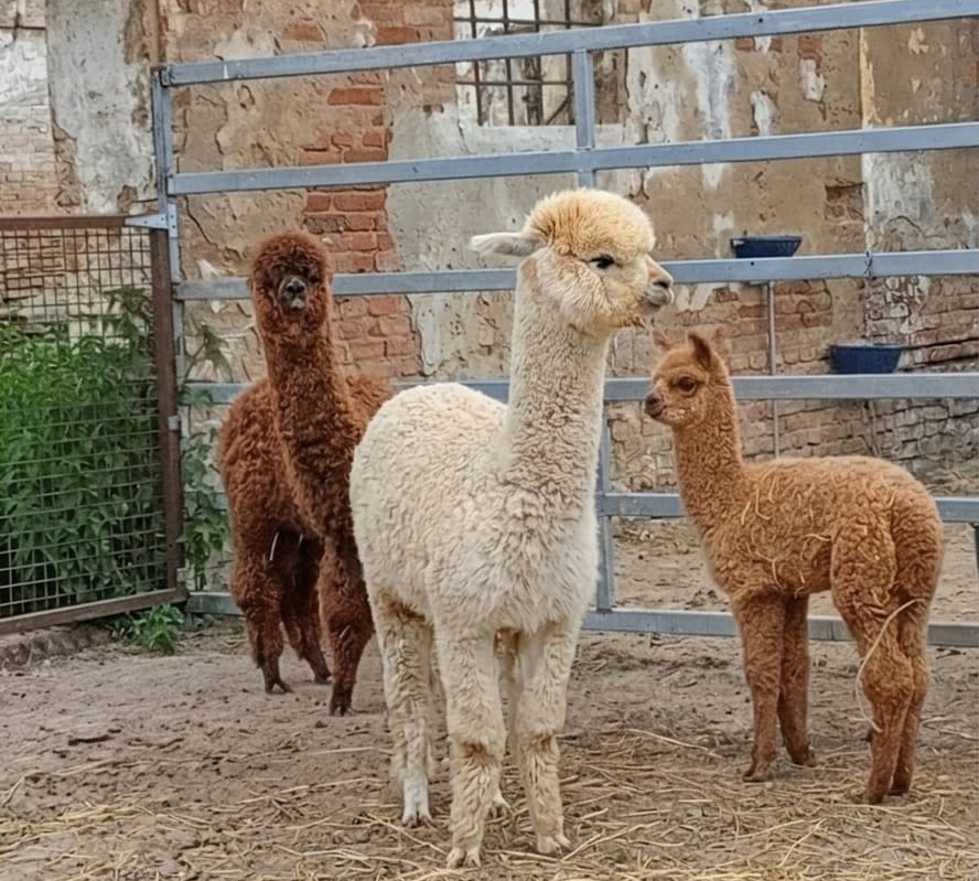 I nostri alpaca