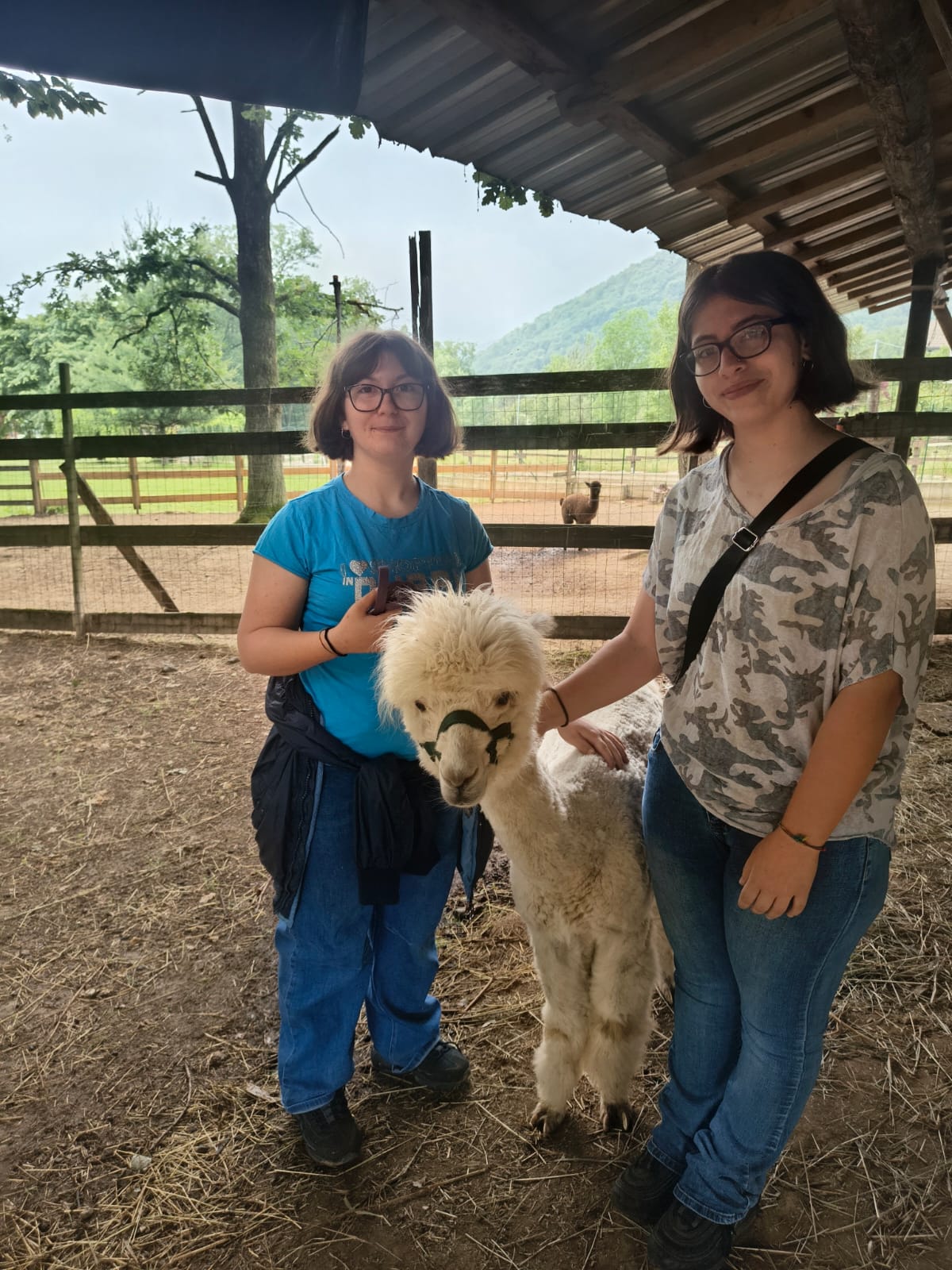 Esperienza con gli alpaca Noemya Royal