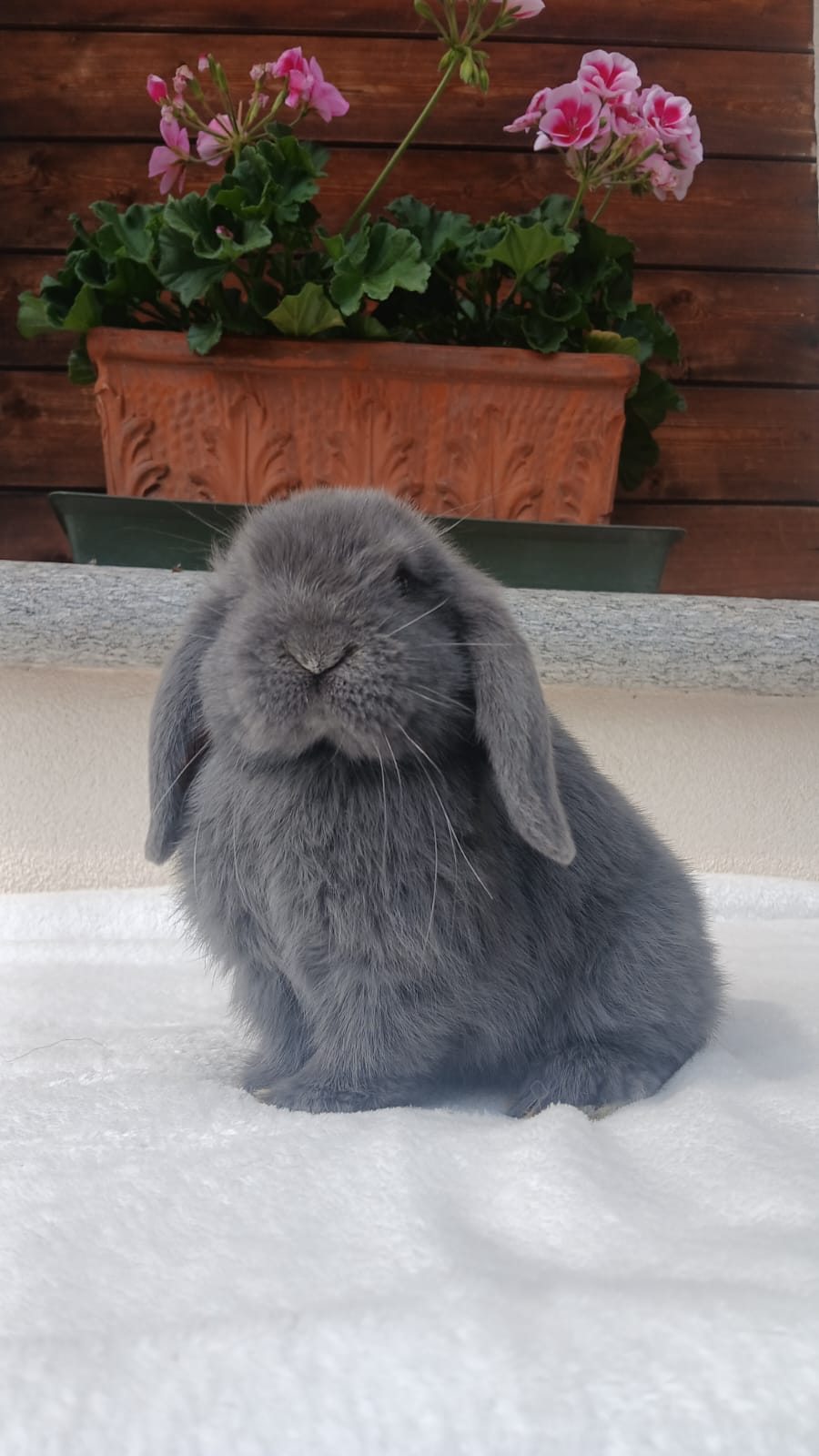 Mini Lop Noemya Royal