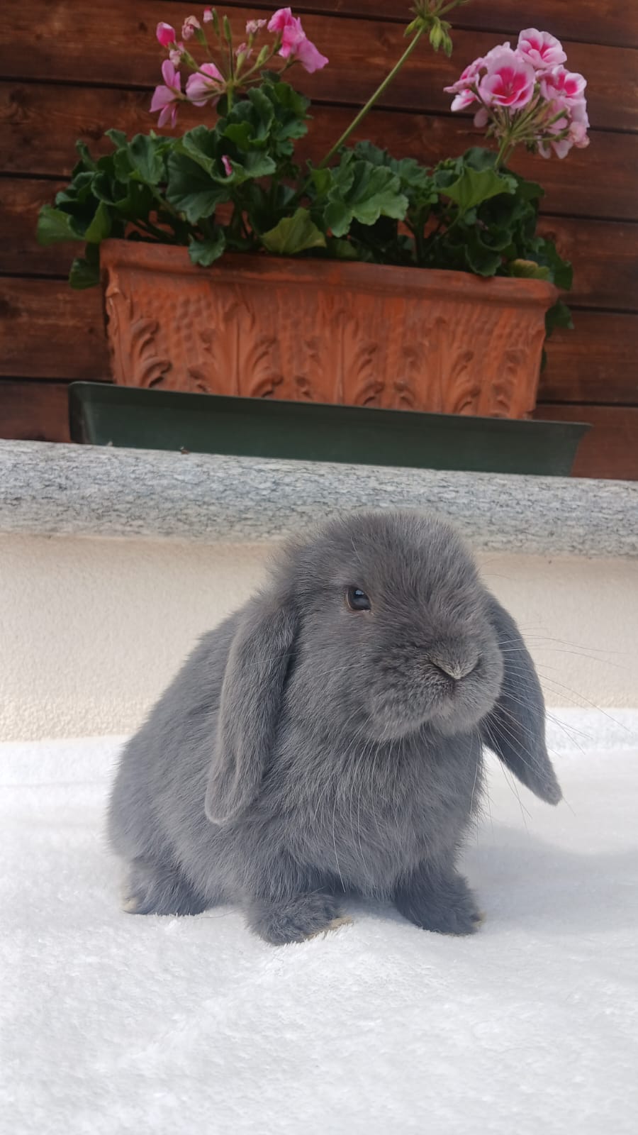 Pet Terapy con i Mini Lop